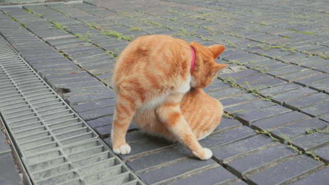Cat grooming on brick road