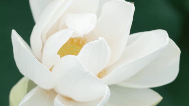 Close-up of blooming white lotus