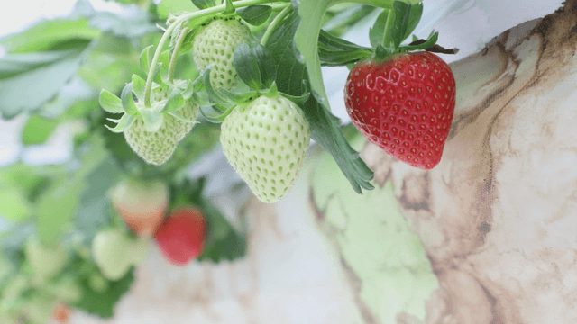 Strawberries ripening on the vine
