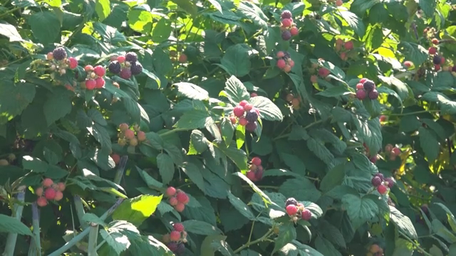 Ripe black raspberries on lush green bushes