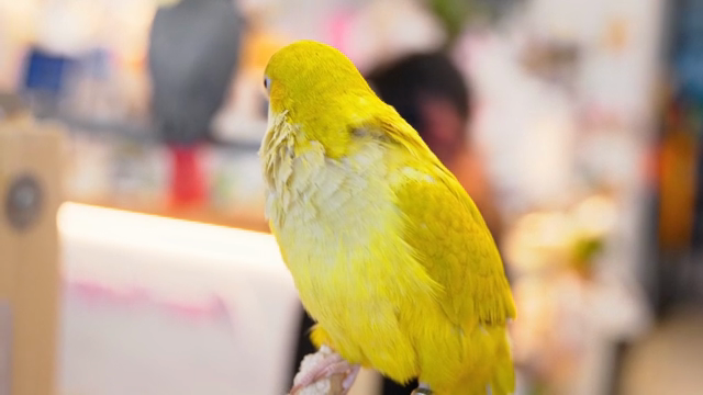 A vibrant yellow parrot perched indoors
