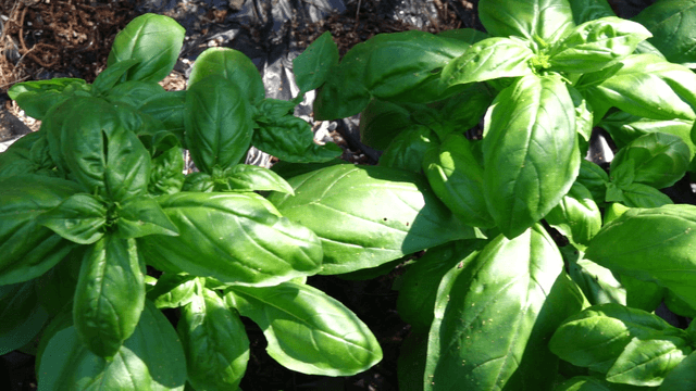 Fresh basil leaves growing in sunlight