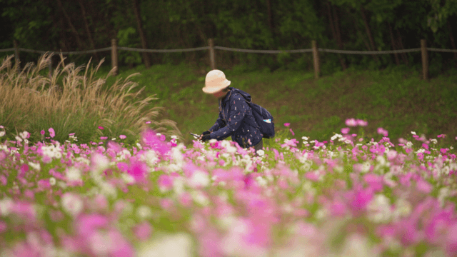 Middle-aged woman taking photos in a vibrant cosmos flower field