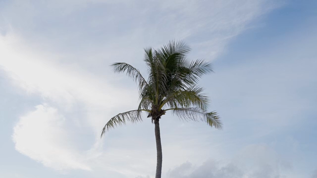 A tall palm tree against a clear sky