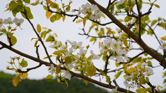 White blossoms on a tree branch