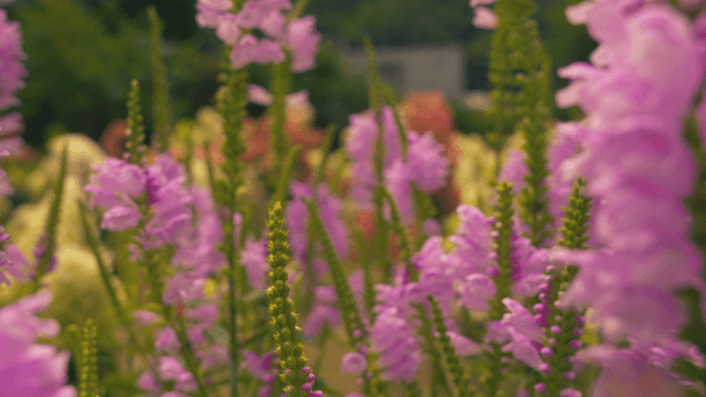 Vivid pink flowers in lush garden with wandering ants