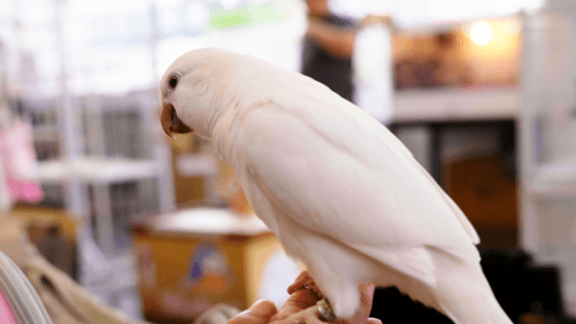 White parrot perched on a person's hand