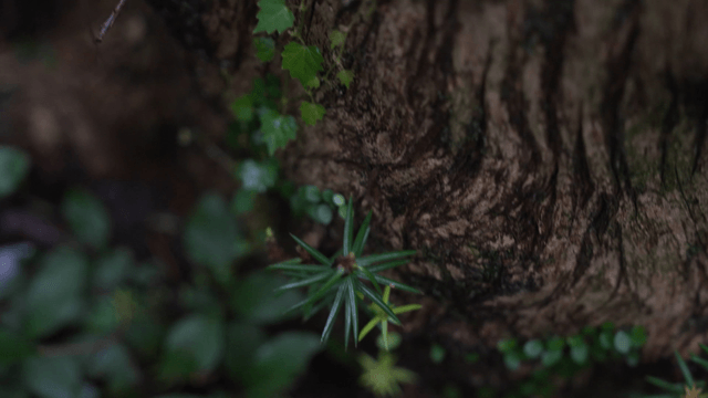 Rough tree bark covered with green plants