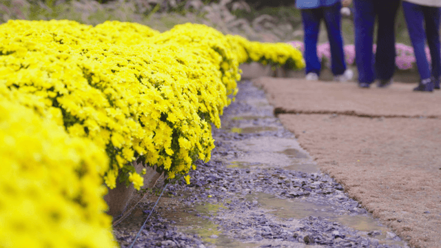 Path lined with vibrant yellow flowers