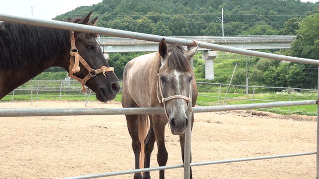 울타리 안에 고삐를 찬 말들