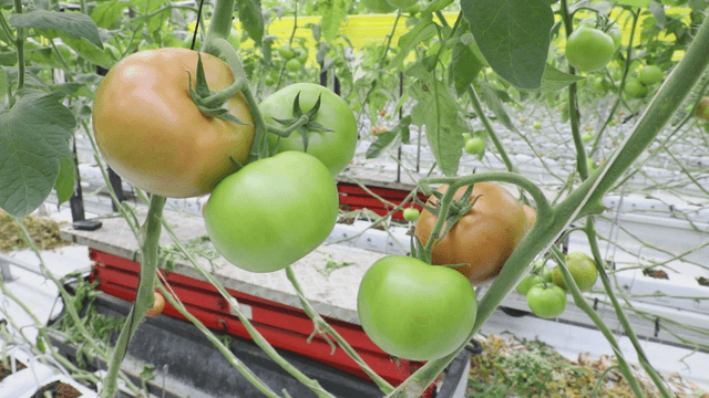 Tomatoes ripening in a greenhouse