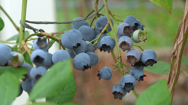 Ripe blueberries growing on the farm