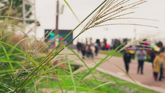 Autumn park with silver grass and many people walking