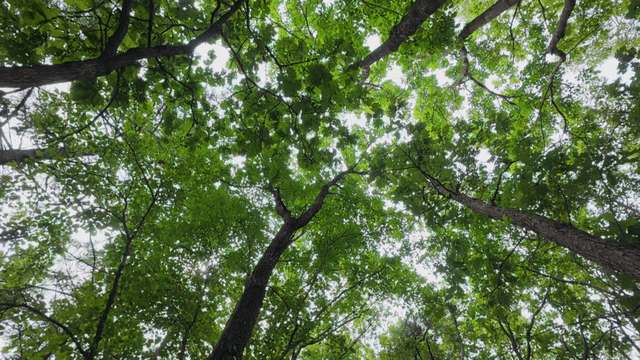 땅에서 올려다본 햇살 비추는 푸른 잎이 우거진 숲