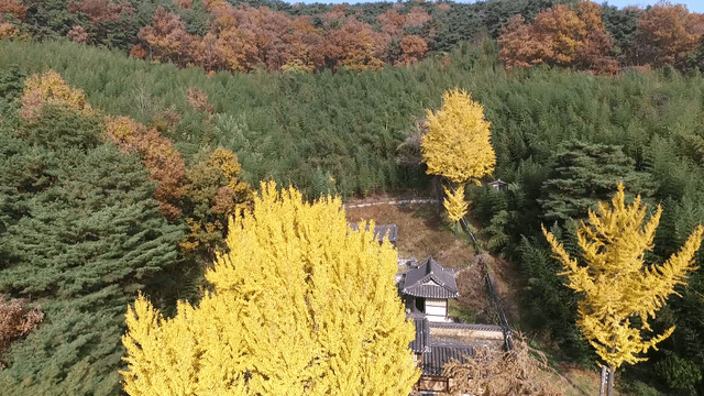 Traditional Korean house surrounded by autumn trees
