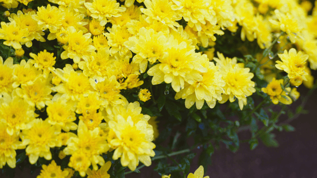 Bright yellow flowers with water droplets