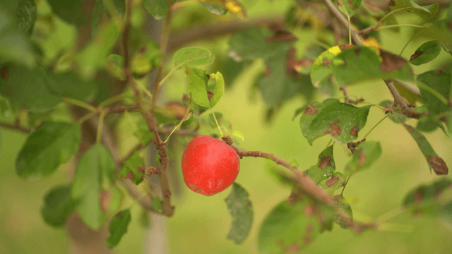 Ripe red apple swaying in gentle breeze
