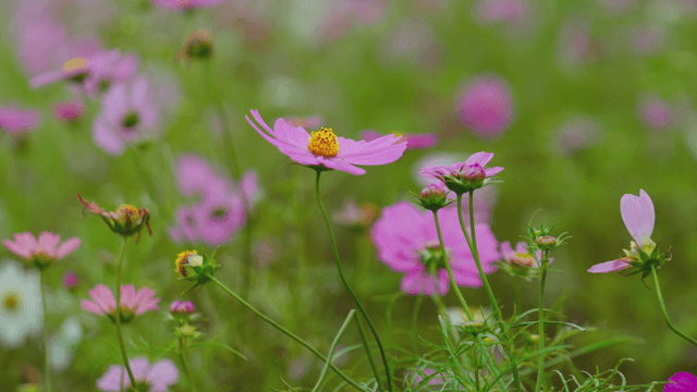 Pink cosmos flowers in a green field
