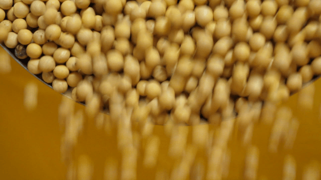 Soybeans falling into a container