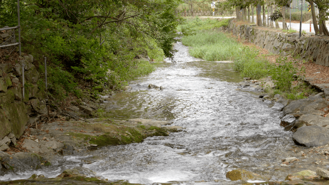 숲을 흐르는 고요한 시냇물