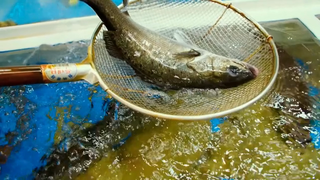 Fish being caught in a net in a tank