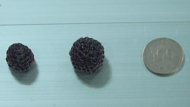 Black raspberries and a 100 won coin on a table
