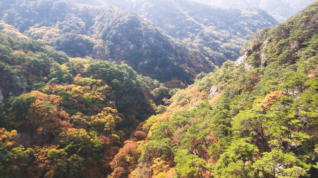 High landscape with an autumn forest of vivid foliage