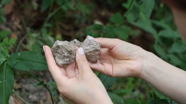 Hands examining rocks in a forest