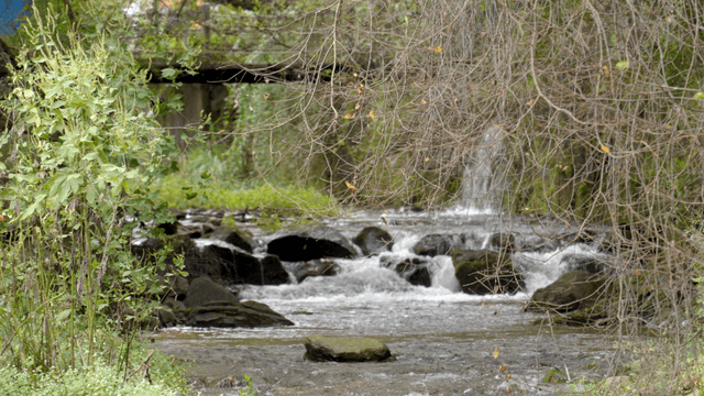 녹지로 둘러싸인 물살이 쎈 계곡