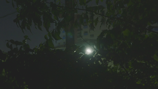 Rainy night view with streetlight and tree leaves