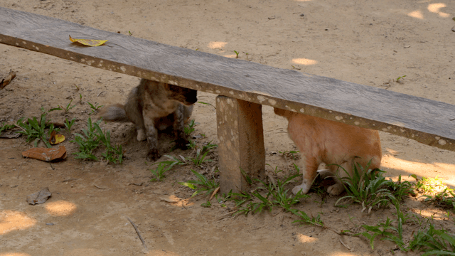 Two cats playing under a wooden bench