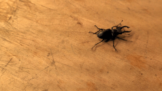Stag beetle on a wooden surface