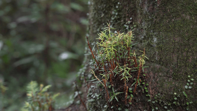 Moss and plants growing on tree