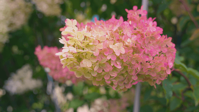 Pink hydrangeas blooming in garden