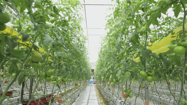 Green tomatoes growing in a greenhouse