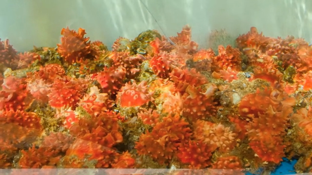 Vibrant sea pineapples in a tank