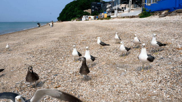 Seagulls on a pebbled beach with people
