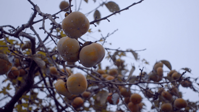 나뭇가지에 매달린 덜 익은 감