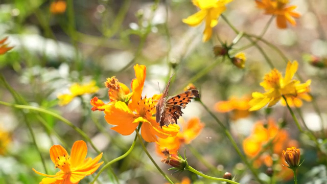 Butterfly resting on vibrant orange flowers