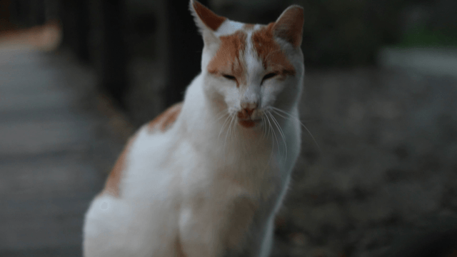 Yawning tabby cat on a wooden park deck