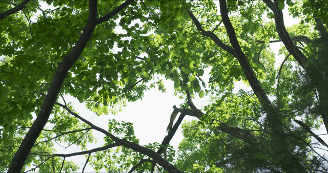 Sunlight filtering through green leaves