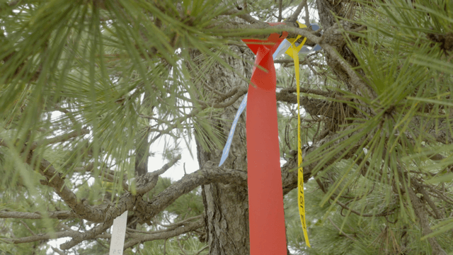 소나무 가지에 묶인 색색의 리본