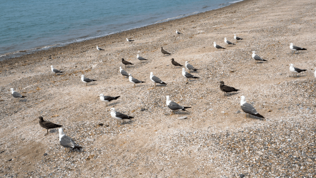 Seagulls gathered on a sandy beach