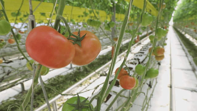 Tomatoes growing in a greenhouse