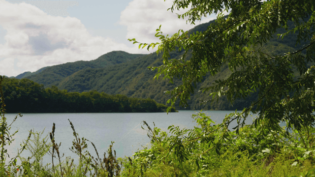 Lake view framed by lush summer branches