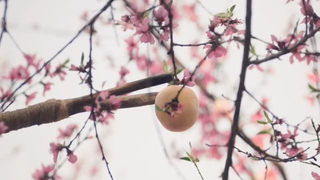 Picking peaches from a peach tree with pink blossoms