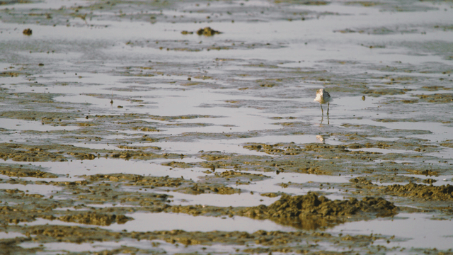 Sandpiper dipping its beak into the sea on the muddy tidal shore