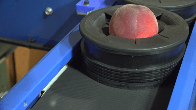 Peaches being processed on a conveyor belt