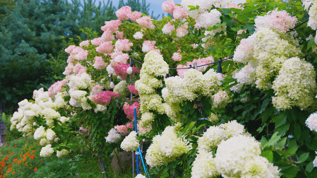 Colorful hydrangeas blooming in garden