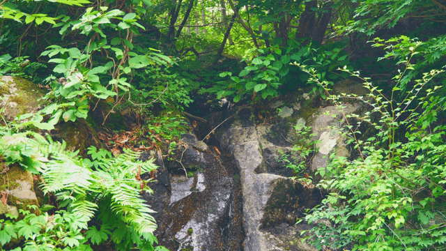 Green forest with rocks and small stream